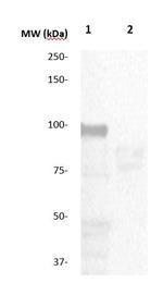 Phospho-STAT5 (Tyr694) Antibody in Western Blot (WB)