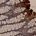 BAFF/BLys/Thank/Tall-1 Antibody in Immunohistochemistry (Paraffin) (IHC (P))