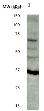 BAFF/BLys/Thank/Tall-1 Antibody in Western Blot (WB)