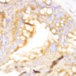 Caspase 12 Antibody in Immunohistochemistry (Paraffin) (IHC (P))