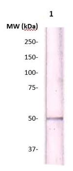Caspase 12 Antibody in Western Blot (WB)
