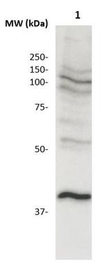 CCR5 Antibody in Western Blot (WB)