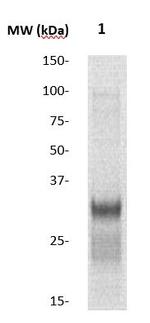 CIS-1 Antibody in Western Blot (WB)