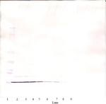 IL-8 (CXCL8) Monoclonal Antibody, PeproTech®