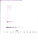 IL-10 Antibody in Western Blot (WB)