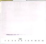 IL-2 Antibody in Western Blot (WB)