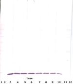 MCP-3 Monoclonal Antibody, PeproTech®