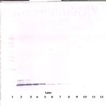 CCL5 (RANTES) Monoclonal Antibody, PeproTech®