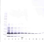 Resistin Antibody in Western Blot (WB)