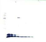 PPBP Polyclonal Antibody, PeproTech®