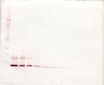 MCP-4 Polyclonal Antibody, PeproTech®