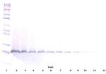 Neurturin Antibody in Western Blot (WB)
