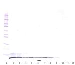 CXCL2 Polyclonal Antibody, PeproTech®