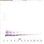 CCL14 Antibody in Western Blot (WB)