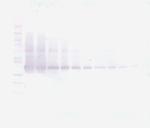 VEGF-165 Antibody in Western Blot (WB)