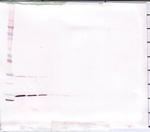 IFN gamma Polyclonal Antibody, PeproTech®