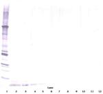 DEFA1 Polyclonal Antibody, PeproTech®