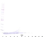DEFA1 Antibody in Western Blot (WB)