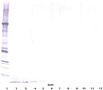 DEFA1 Polyclonal Antibody, Biotin, PeproTech®