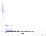 IL-13 Polyclonal Antibody, PeproTech®