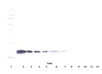 VEGF-165 Polyclonal Antibody, PeproTech®