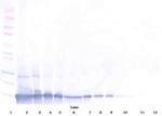 TECK Polyclonal Antibody, PeproTech®