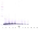 TWEAK Polyclonal Antibody, Biotin, PeproTech®