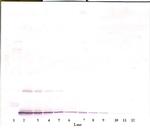 IL-10 Antibody in Western Blot (WB)