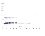 TNFR1 (soluble) Polyclonal Antibody, PeproTech®
