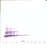 CXCL6 Polyclonal Antibody, PeproTech®