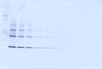 TNFRSF11B Antibody in Western Blot (WB)