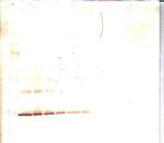 FGF10 Polyclonal Antibody, PeproTech®