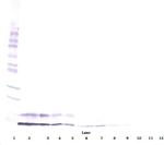IGF1 Polyclonal Antibody, PeproTech®
