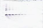 CLEC11A Antibody in Western Blot (WB)