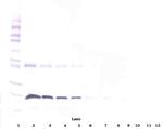 CD137 Antibody in Western Blot (WB)