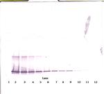 4-1BB Ligand Antibody in Western Blot (WB)
