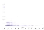 MDC Polyclonal Antibody, PeproTech®