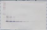 FGF1 Antibody in Western Blot (WB)