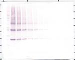 NNT1 Antibody in Western Blot (WB)