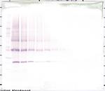NNT1 Polyclonal Antibody, PeproTech®