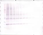 NNT1 Antibody in Western Blot (WB)