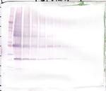 NNT1 Polyclonal Antibody, Biotin, PeproTech®