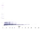 CCL3L1 Antibody in Western Blot (WB)