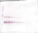 KGF Polyclonal Antibody, PeproTech®