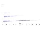 IL-20 Antibody in Western Blot (WB)