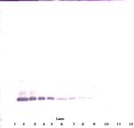 BMP-7 Polyclonal Antibody, PeproTech®