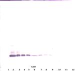 BMP-7 Polyclonal Antibody, Biotin, PeproTech®