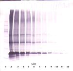 Adipolean variant Polyclonal Antibody, PeproTech®