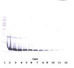 IL1RA Polyclonal Antibody, PeproTech®
