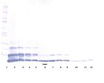 RELM beta Polyclonal Antibody, Biotin, PeproTech®